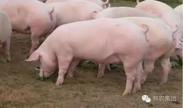 猪场效劳历程中常见问题的解答-专家效劳-河南邦农饲料有限公司