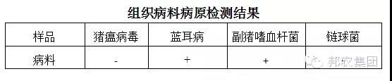 【案例】河南中牟一规模生长育肥场高发病率高残次率的诊治-专家效劳-河南邦农饲料有限公司