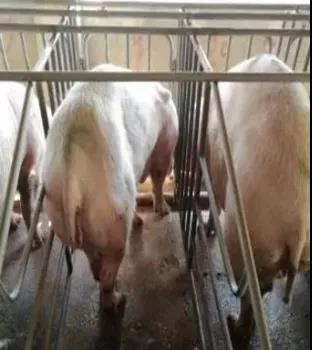 母猪断奶后不发情的六大缘故原由及预防步伐-养殖课堂-河南邦农饲料有限公司