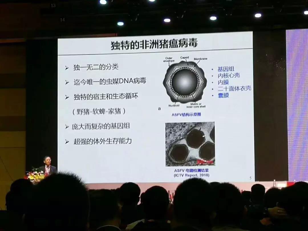 非洲猪瘟：中国的新“宿敌”——李曼大会最强条记-养殖课堂-河南邦农饲料有限公司